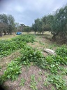 Las Palomas 253 - Oro Verde